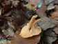Narancsvörös rókagomba (Cantharellus friesii), Zemplén